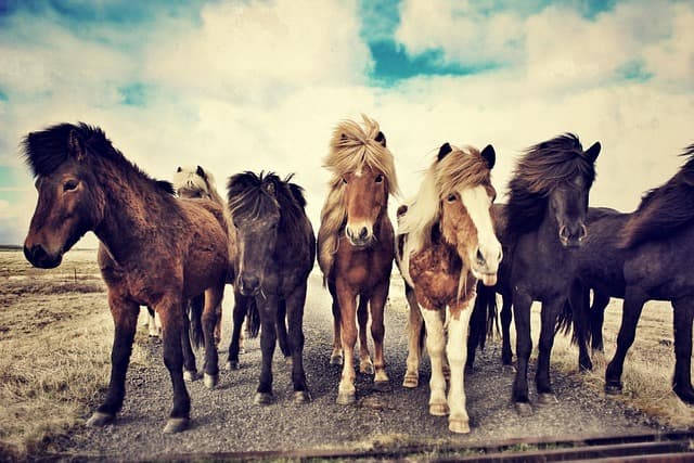 Chevaux islandais